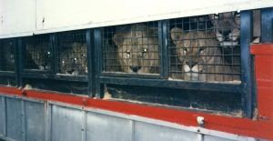 Lions in trailer Chipperfield Promotions