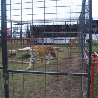 Tiger, Great British Circus