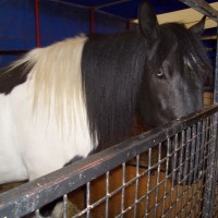Pony, Great British Circus