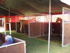 Horses tethered to the outside of their stables at Zippos circus.