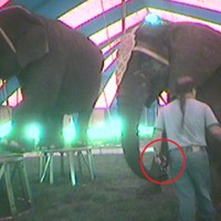 E: An electric shock device (circled) was used on the Swain elephants during a ‘training session’ at Bailey Brothers Circus. .