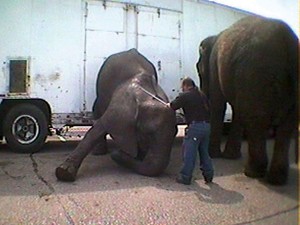 C: Use of elephant hook on Swain elephants at Bailey Brothers Circus.