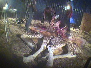 Shakira, the giraffe. From the U.S. to die in Colombia.