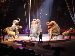 Ringling Brothers and Barnum & Bailey Circus.