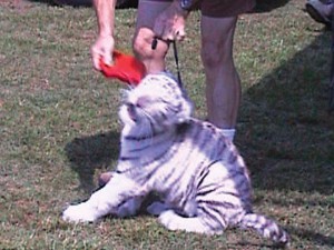 H: A three-month old white tiger cub was shouted at and hit in the face when he did not “behave”. Sterling & Reid Circus, Fredericksburg.