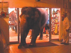 Hanneford Family Circus elephants enter indoor market.