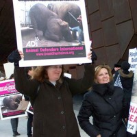 New York Takes a Stand Against Ringling Bros. and Barnum & Bailey Circus