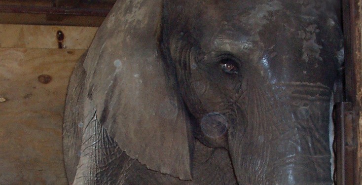 Bailey Brothers Circus elephant
