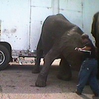 Swain elephant at Bailey Brothers Circus.