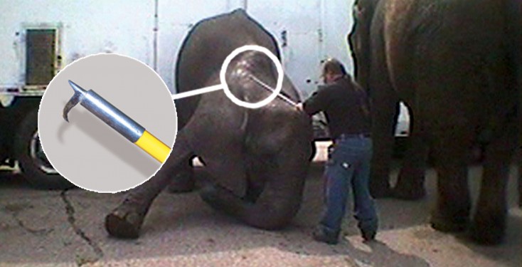 elephant hit with bullhook