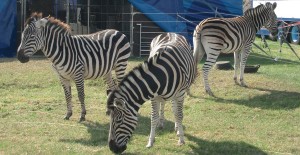 GBC zebras