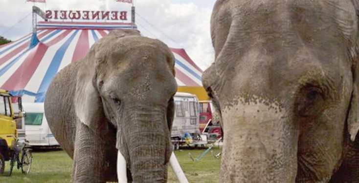 GBC elephants at Circus Benneweis