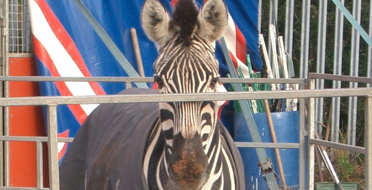 Mondao zebra