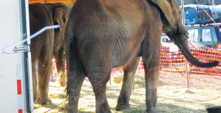 Elephants, UniverSoul Circus