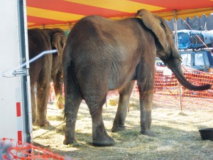 Chains restrict movement for elephants. UniverSoul Circus, Detroit, Michigan