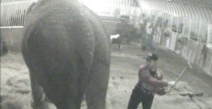 Bobby Roberts Super Circus elephant abuse
