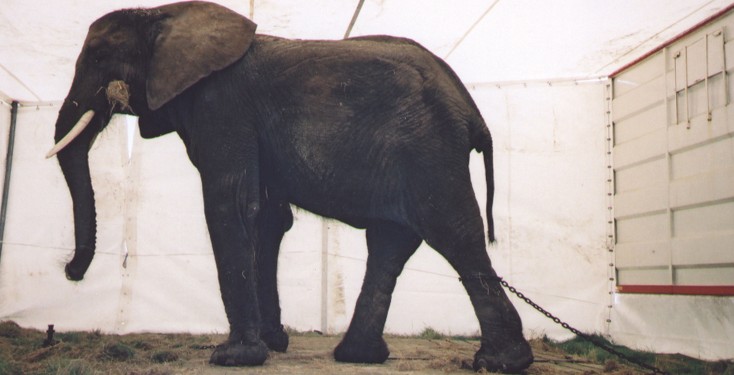 Fossetts elephant chained