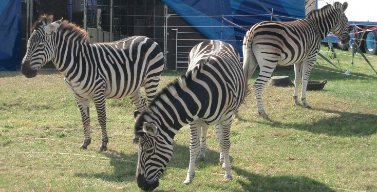 Great British Circus zebras