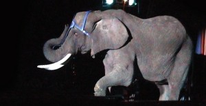 Great British Circus elephant