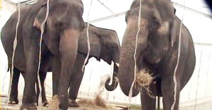 Great British Circus elephants