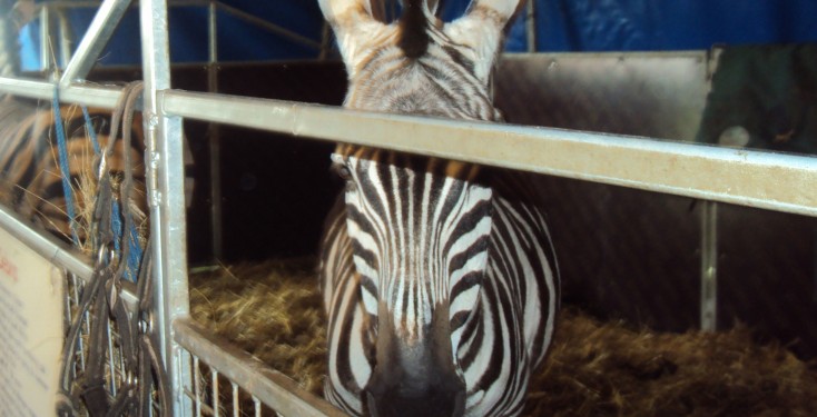 Mondao zebra