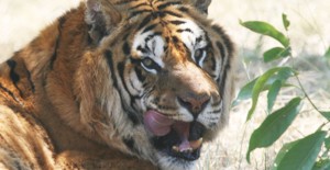 Tiger release