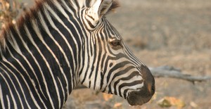 Wild zebra