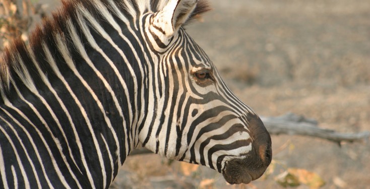 Wild zebra