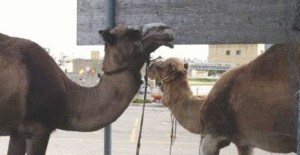 Camels credit MALTA WEEAC