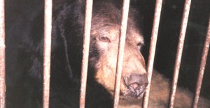 Harry the bear used in circuses TV etc, at permanent quarters