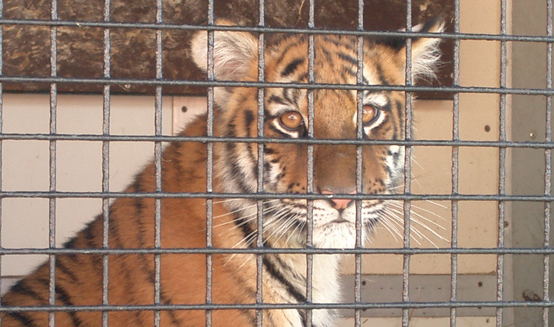 Wonderlijk Netherlands to ban wild animals in circuses LK-24
