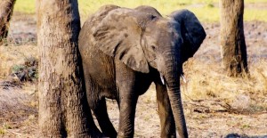 Wild African elephant