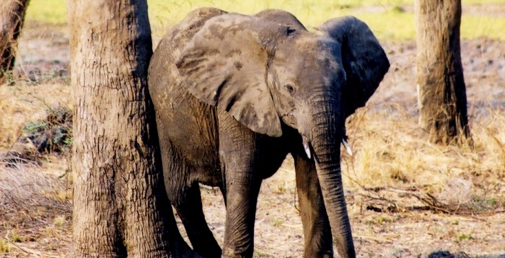 Wild African elephant