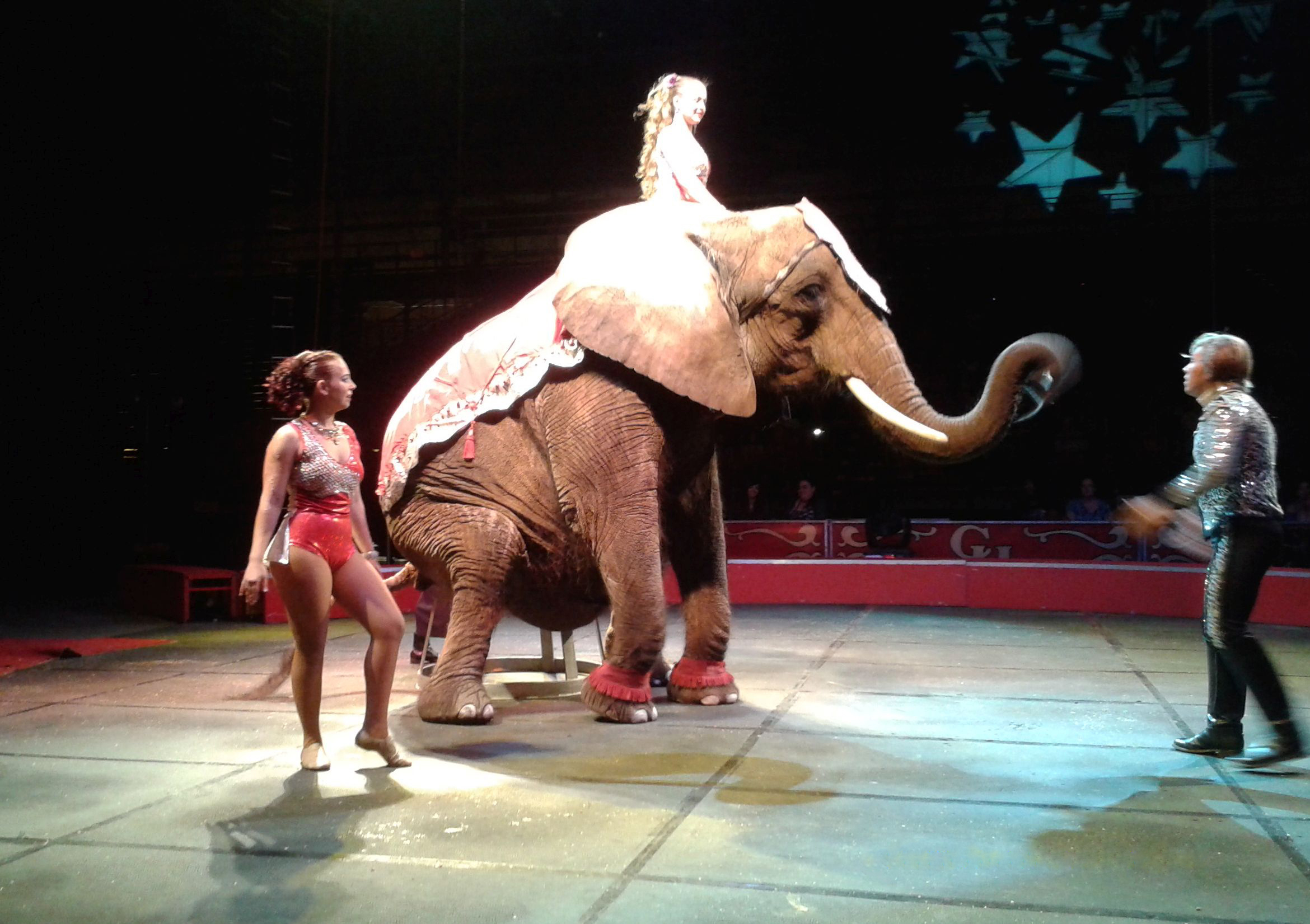 Nosey, and all animals, suffer in circuses