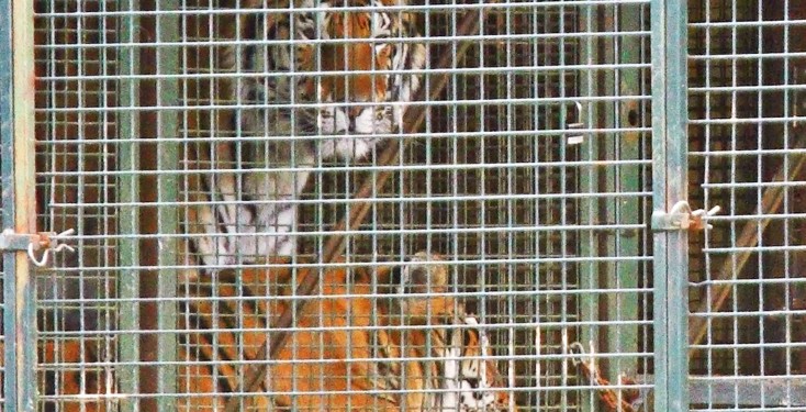 Welfare failings stop lion and tiger circus act performing in England