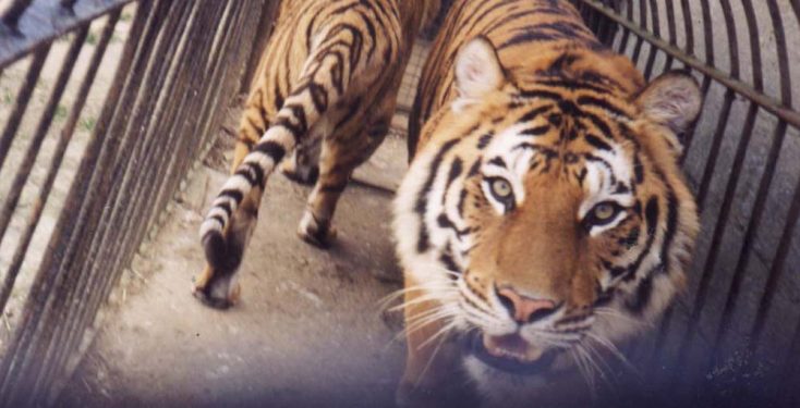Scotland set to become first country in the UK to ban wild animal acts! -  Stop Circus Suffering