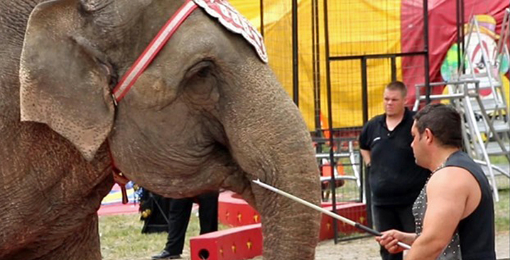 Oppose Oklahoma bill that says this isn't cruelty - Stop Circus Suffering