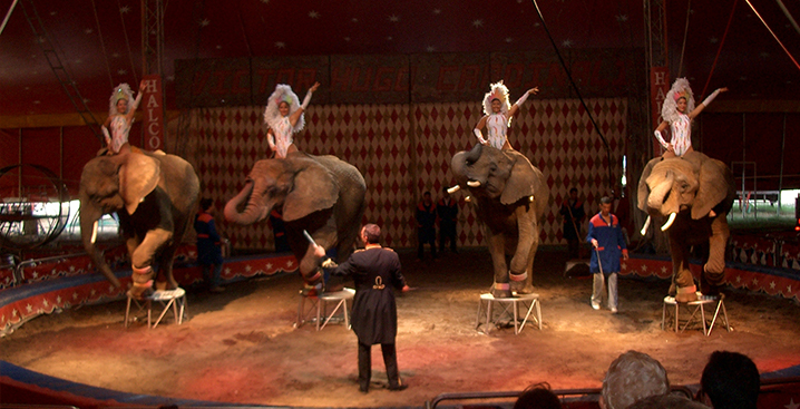 Elephants perform in Victor Hugo Cardinali circus.