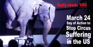 Betty the elephant performs a handstand on a stool.