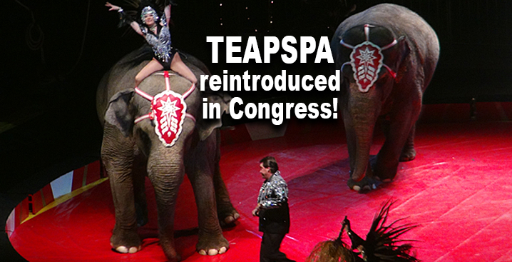 circus performer rides elephant. Image text says "TEAPSPA reintroduced in Congress"