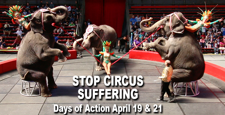 A few minutes today could help Stop Circus Suffering in the US - Stop  Circus Suffering